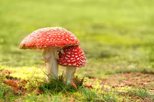 A caccia di… funghi!